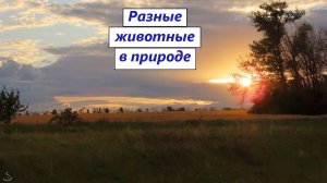 Разные животные в природе: звери, 3 вида хищных птиц; иволга, огарь и др; насекомые, растения. РО