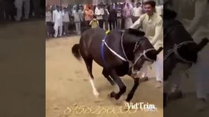 танец лошади😇