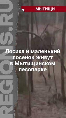 Лосиха и маленький лосенок живут в Мытищинском лесопарке