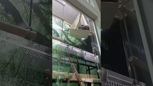 Высшие приматы Челябинского зоопарка,э с той и другой стороны вольеров и клеток #пасхальвиварий #док