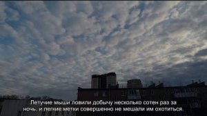 Микрокомпьютеры помогли понять, как летучие мыши так ловко ориентируются в густом лесу