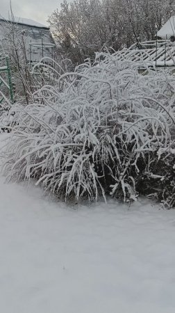 Никуда не годная зима #дача  #цветы #garden