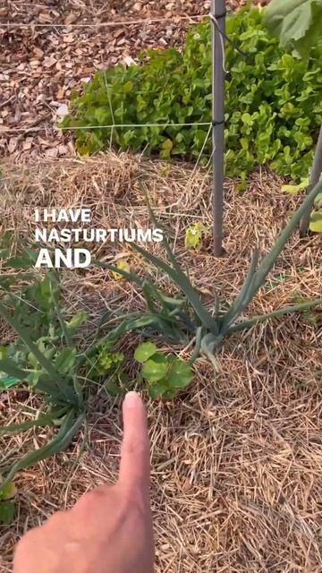 Natural pest management for your garden #shorts #growing veggies