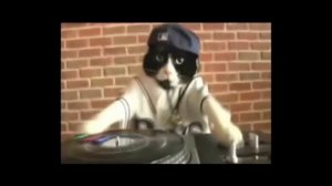 DJ CAT club music 🤩😂диджей кот клубная музыка #clubmusic #cat