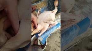 как потрошить утку.