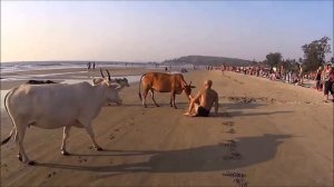 Злая корова