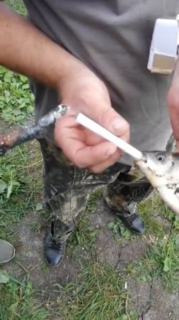Карась приплыл покурить