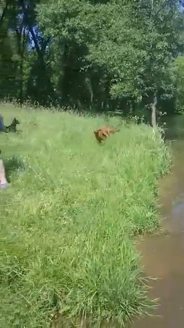 Пинчеры в Минске смотреть онлайн