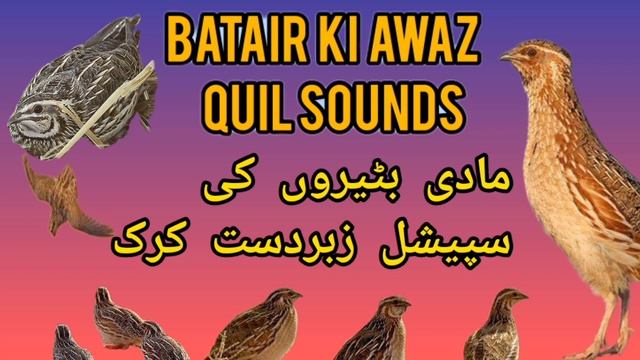 Madi Quail Kirk مادی بٹیر کی کرک