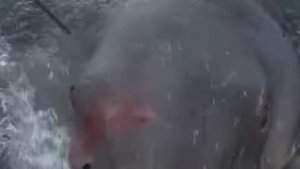 Jaws - 1975 - Ending Scene