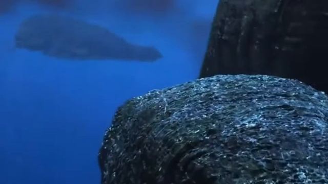 awesome fact! Scientists discover giant predatory animal, biggest predator in history - predator