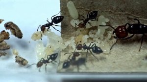 Crematogaster scutellaris