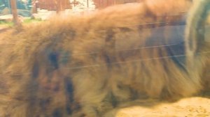 Гиена,  весело бегает по песку, а потом сладко отдыхает!