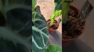 Новое поступление комнатных растений!