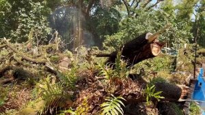 The most dangerous logging of large trembesi trees‼️