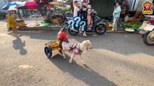 YoYo JR harvests vegetables goes to market sell