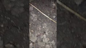 дождевые черви