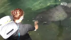 У мексиканському зоопарку поселилися ламантини