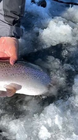 КРУПНАЯ ФОРЕЛЬ НА ПОДЛЕДНОЙ РЫБАЛКЕ