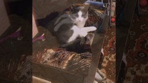 Дом в котором я живу называется ДурДом,я подарю тебе кота,я научу его смеяться...