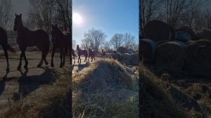 табун лошадей идёт домой