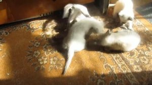 сиамские котята играют