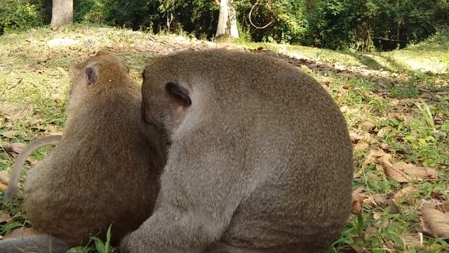 How Sweet Pea Monkey request Milk With IQ?, Baby Monkey Angry Mother To Cry Loudly смотреть онлайн