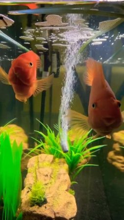 Blood-Red Parrot Fish 🐠#cichlid #aquarium