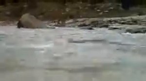 Пума против медвежонка  2014