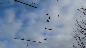 Кировоградские торцовые голуби (Кировоград с.Соколовское)