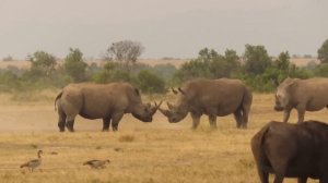 Подборка смешных видео