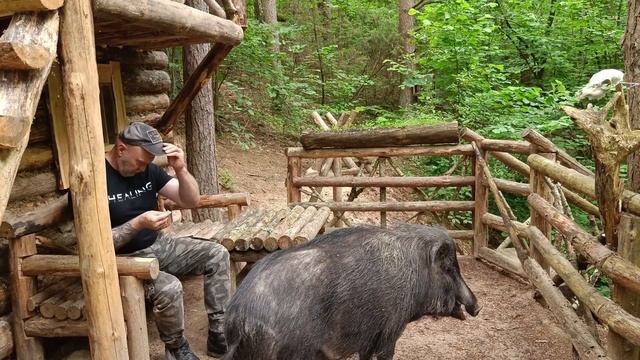 Лесной хутор с диким кабаном | Бушкрафт| bushcraft.