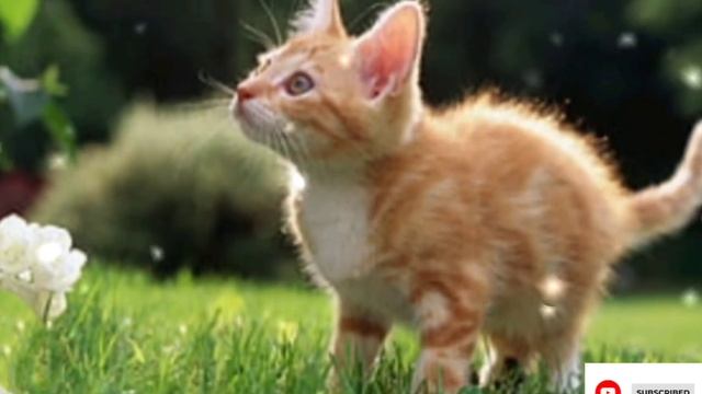 Cute cats video compilation|Top cute kitten's|Cat lover's #catlover  |Приятные звуки для кошек 🐱