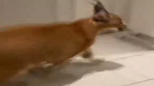 ВОТ ОН СНЮСАЕД ПРОКЛЯТЫЙ!?!?!?!?