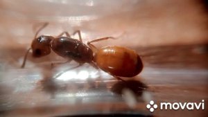 Распаковка посылки с муравьями | Ant Life канал о муравьях