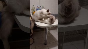 АМАДЕЛЯ АМАДЕЛЯ TRAP DE AMARELLA