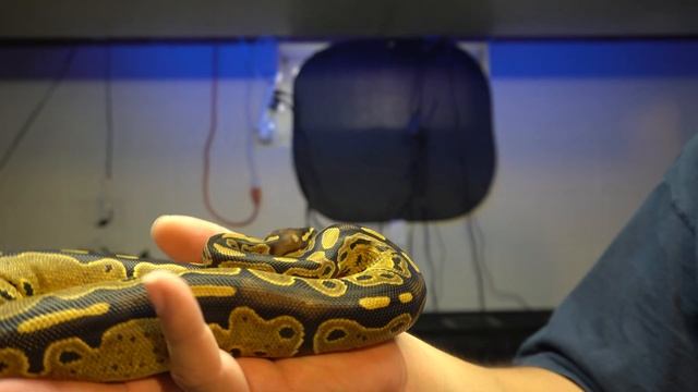 Normal Ball Python Morphs are Underrated - Mutated Ballz