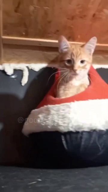 Как всегда внезапно😂 #приютгвардия