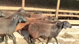 ГИССАРСКИЕ ОВЦЫ УЗБЕКИСТАНА 🔥😍 ХИСОРИ СОВЛИКЛАР (КУЙЛАР) 🇺🇿