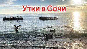 Сочи. Утки в Чёрном море. Кормим уток, на пляже Ласточка