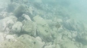 Богатства японского моря. Дайвинг Приморский край. Жизнь в Приморье, дайвинг.Мидии,устрицы