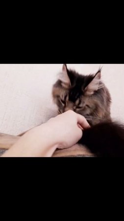 Мойка и сушка прошли не удачно.  Шерсть лежит не так как надо.31.05.21#cat #котик #кот #животные