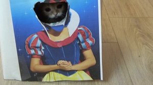 ФОТОКАБИНКА ДЛЯ КОТОВ! КОШКА ФОКСИ РАЗЫГРАНА ! ПРИКОЛЫ С КОТАМИ! НОВЫЙ РОЗЫГРЫШ КОТОВ