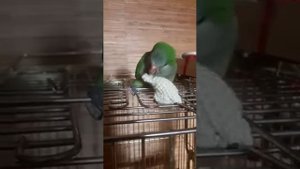 Попугай монах и ожереловый попугай