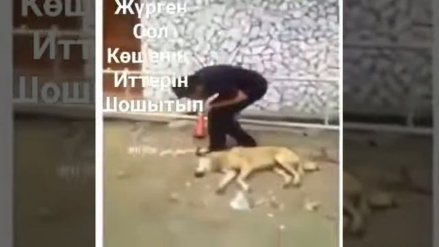 Собака в шоке смотреть онлайн