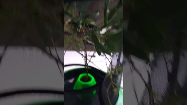 My weekly procsece of cleaning my stick - insect's enclosure смотреть онлайн