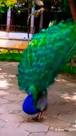 Beautiful And Colourful peacocks🦚 Clip Scenes.#Short