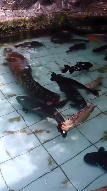 Arapaima Gigas In My Fish Pond#shorts #arapaima #catfish #viral #bawal #turtle