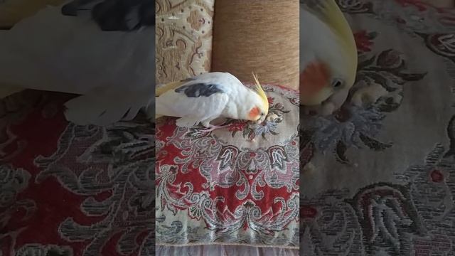 Корелла кушает / Corella is eating / 鹦鹉在吃东西