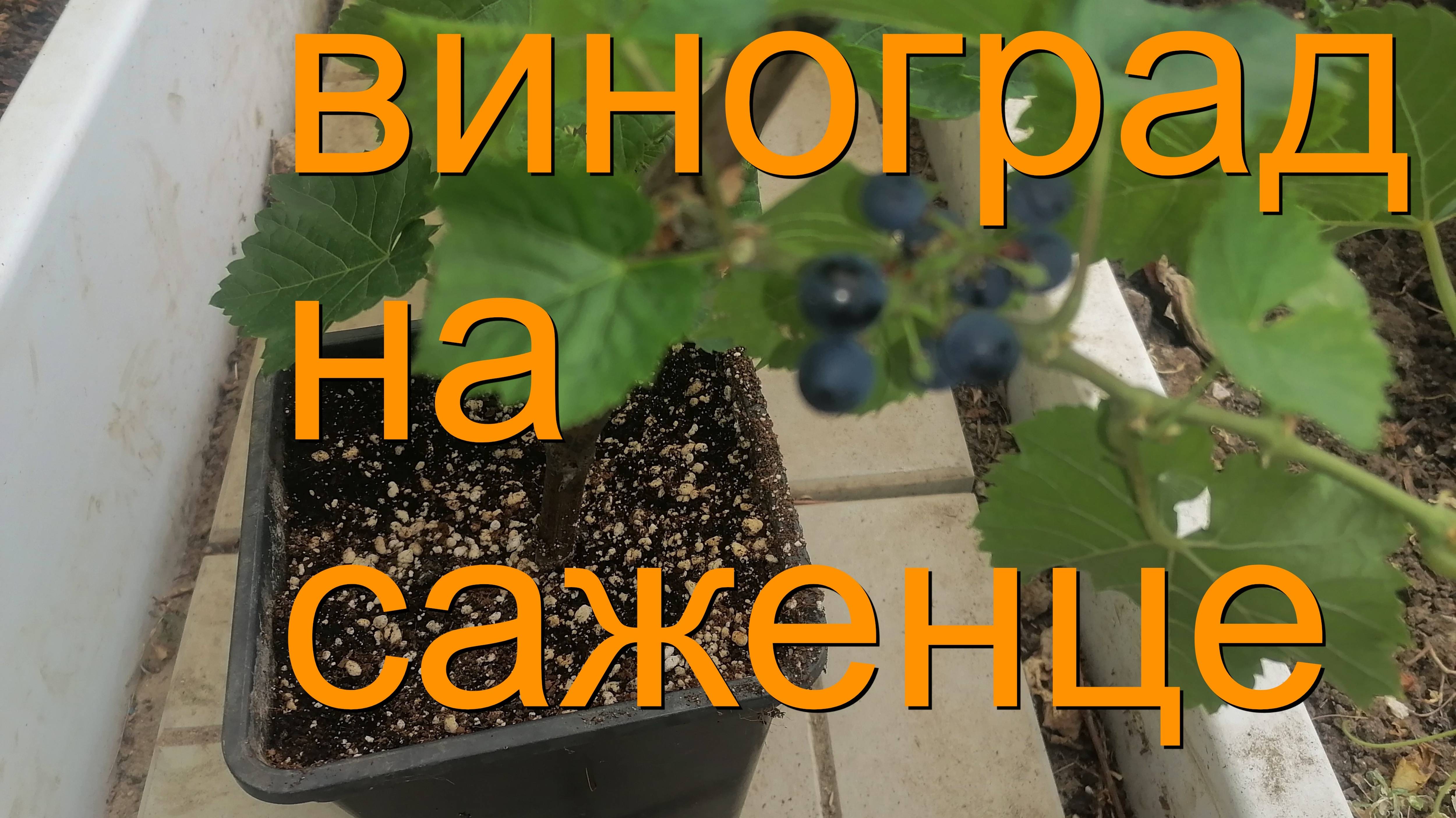 Сигнальная гроздь на саженце винограда в первый год вегетации! Сорт Леон Мийо. смотреть онлайн